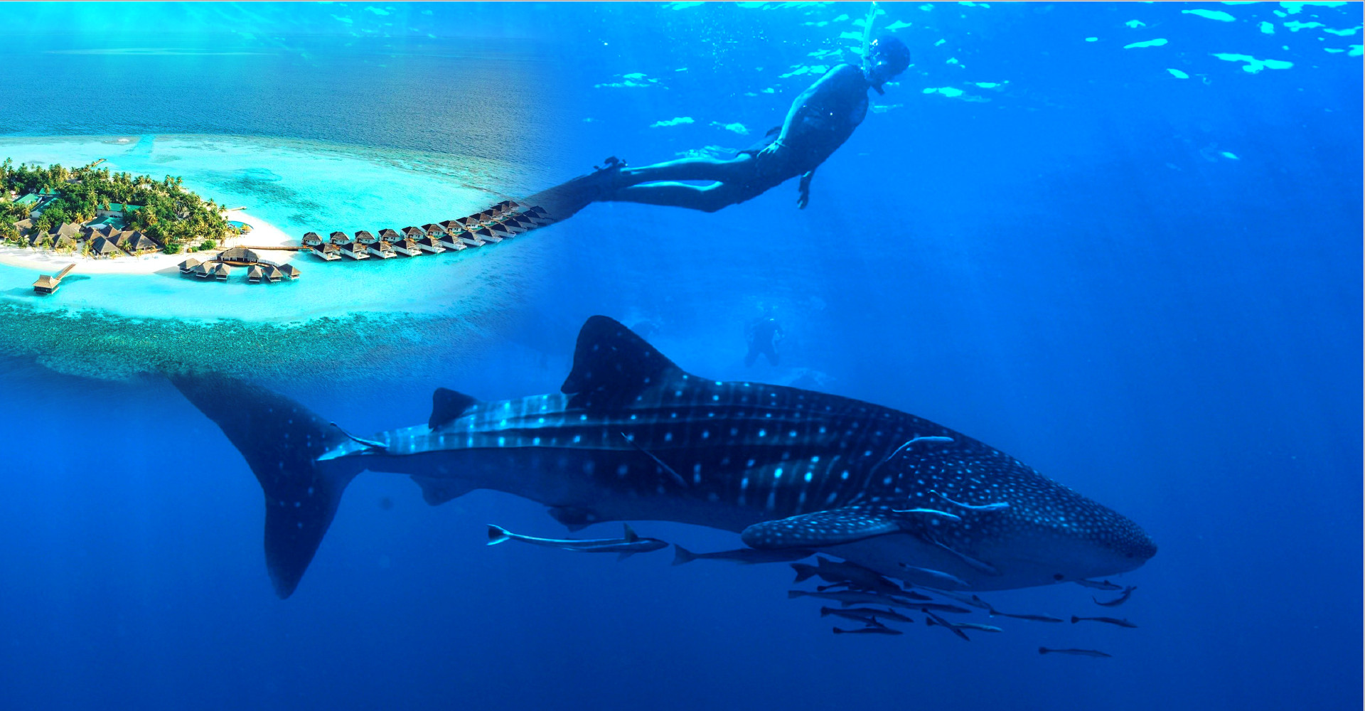 馬爾地夫諾瓦Nova :南阿里環礁最佳鯨鯊棲息地,2022新開幕全包式渡假村