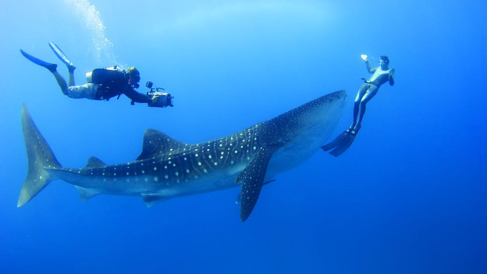  馬爾地夫鯨鯊蝠魟共游精選渡假村 