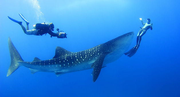馬爾地夫潛水最佳渡假村